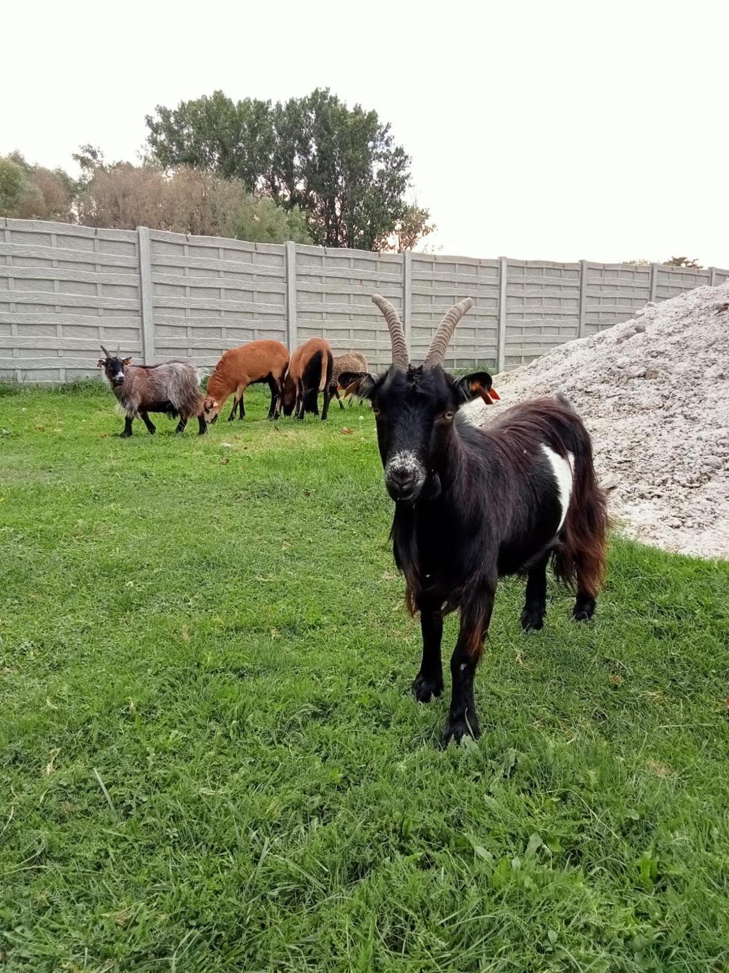Hotel Nenufar Premium Kościan Kültér fotó